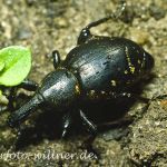 Rüsselkäfer (Liparus glabirostris) Foto W. Willner