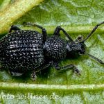 Rüsselkäfer (Otiorhynchus pinastri) Foto W. Willner