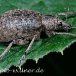 Rüsselkäfer (Polydrusus cervinus)