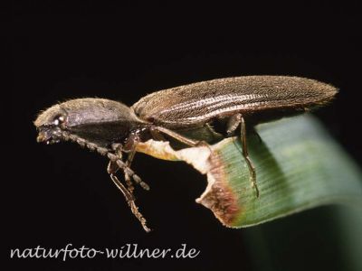 Saatschnellkäfer 1 (Athous haemorrhoidalis) Foto W. Willner