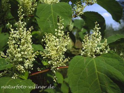 Sachalin Staudenknöterich (Reynoutria japonica)