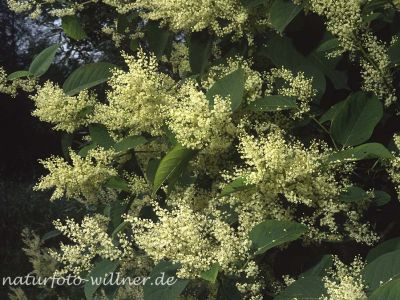 Sachalin Staudenknöterich (Reynoutria japonica)
