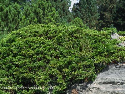 Sadebaum (Juniperus sabina) Foto W. Willner