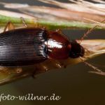 Sand-Kahnläufer (Calathus cinctus) Foto W. Willner-5