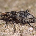 Sand-Steppenrüssler (Coniocleonus hollbergii) Foto W. Willner