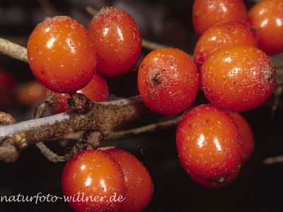 Sanddorn 13 Foto W. Willner