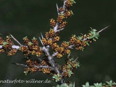 Sanddorn 15 Foto W. Willner