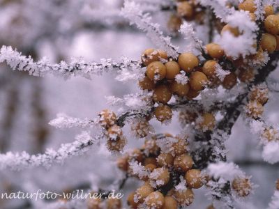 Sanddorn 2 Foto W. Willner