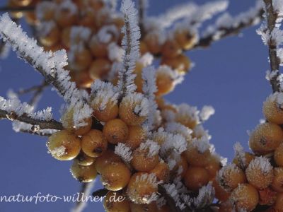 Sanddorn 3 Foto W. Willner