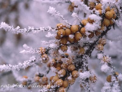 Sanddorn 6 Foto W. Willner