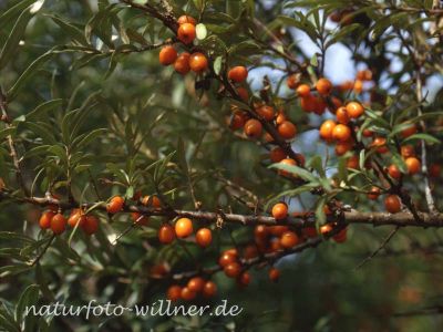 Sanddorn Früchte Foto W. Willner 192