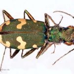 Sandlaufkäfer 2 (Cicindela silvicola) Foto Wolfgang Willner