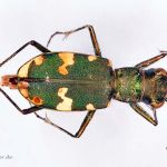 Sandlaufkäfer (Cicindela silvicola) Foto Wolfgang Willner