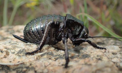 Sattelschrecke (Bradyporus dasypus)Foto W. Willner P4300256
