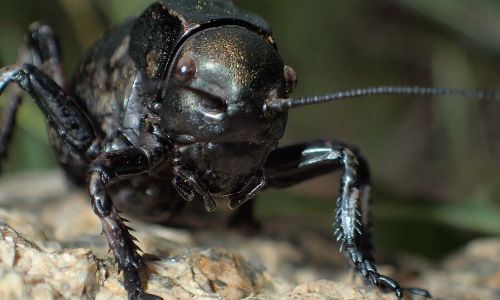 Sattelschrecke (Bradyporus dasypus)Foto W. Willner P4300260