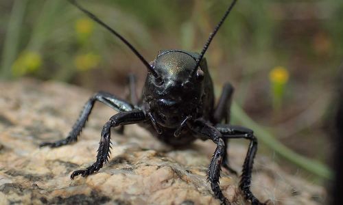 Sattelschrecke (Bradyporus dasypus)Foto W. Willner P4300264