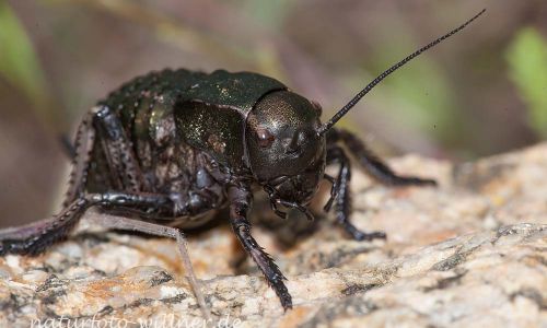 Sattelschrecke (Bradyporus dasypus)Rumänien Foto W. WillnerIMG_8300