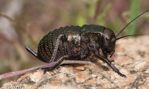 Sattelschrecke (Bradyporus dasypus)Rumänien Foto W. WillnerIMG_8301