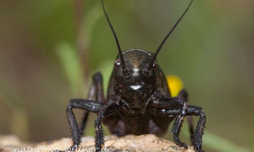 Sattelschrecke (Bradyporus dasypus)Rumänien Foto W. WillnerIMG_8304