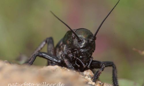 Sattelschrecke (Bradyporus dasypus)Rumänien Foto W. WillnerIMG_8307