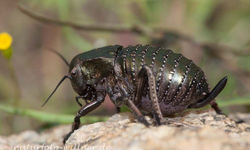 Sattelschrecke (Bradyporus dasypus)Rumänien Foto W. WillnerIMG_8308