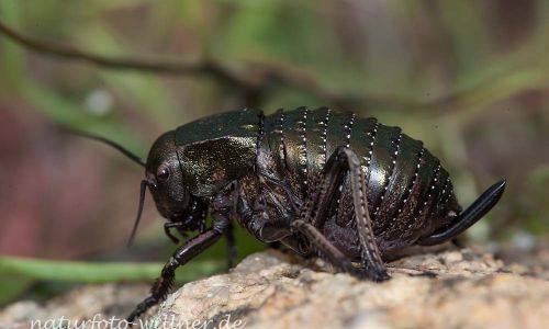 Sattelschrecke (Bradyporus dasypus)Rumänien Foto W. WillnerIMG_8312