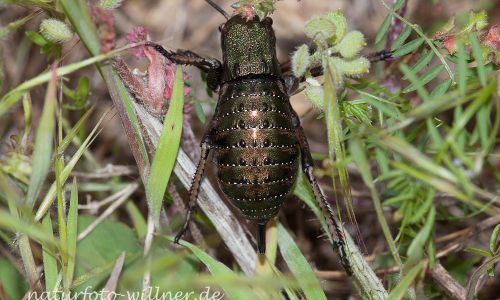 Sattelschrecke (Bradyporus dasypus)Rumänien Foto W. WillnerIMG_8314