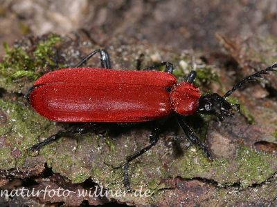 Scharlachroter Feuerkäfer (Pyrochroa coccinea)