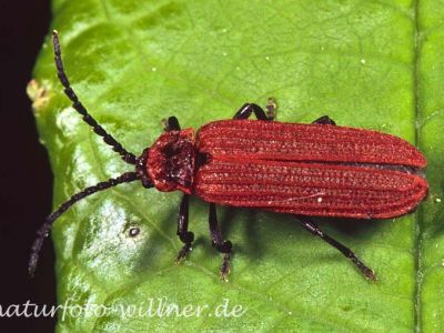 Scharlachroter Netzkäfer Dictyoptera aurora Foto Wolfgang Willner Naturfoto-2
