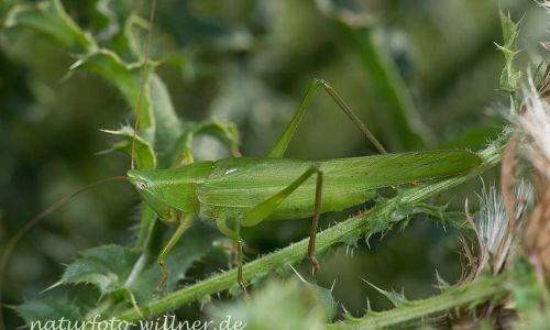 Schiefkopfschrecke Ruspolia nitidula Foto W. Willner DSC_5995