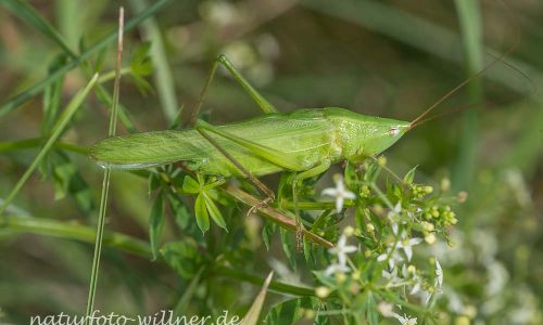 Schiefkopfschrecke Ruspolia nitidula Foto W. Willner DSC_5999