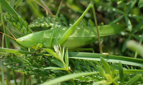 Schiefkopfschrecke Ruspolia nitidula Foto W. Willner P8090061
