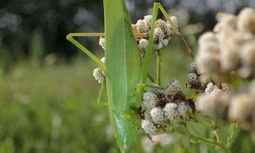 Schiefkopfschrecke Ruspolia nitidula Foto W. Willner P8090064