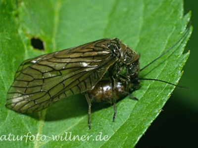 Schlammfliege (Sialis lutaria) Foto W. Willner-5