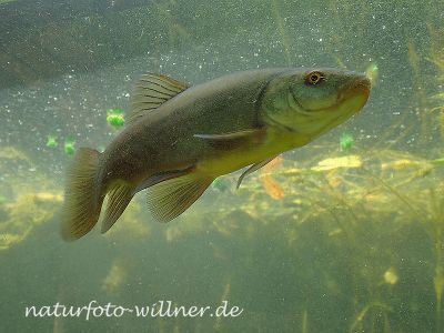 Schleie Tinca tinca Foto Wolfgang Willner Naturfoto-6