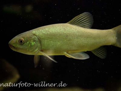 Schleie Tinca tinca Foto Wolfgang Willner Naturfoto