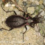 Schluchtwald-Laufkäfer (Carabus irregularis) 2 Foto W. Willner