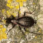 Schluchtwald-Laufkäfer (Carabus irregularis) 3 Foto W. Willner