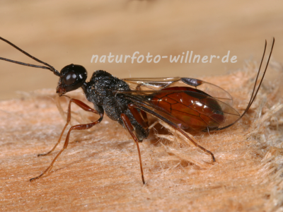 Schlupfwespe 10 Foto W. Willner