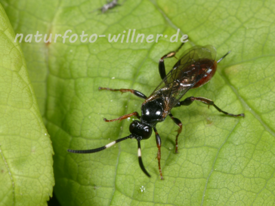 Schlupfwespe 8 Foto W. Willner