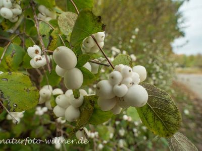 Schneebeere Foto W. Willner 6