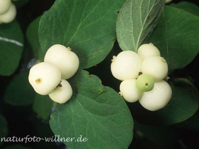 Schneebeere (Symphoricarpus albus) Foto W. Willner-10