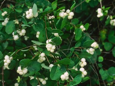 Schneebeere (Symphoricarpus albus) Foto W. Willner-3