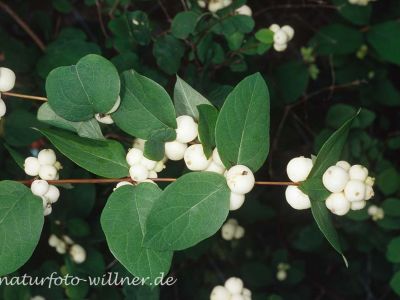 Schneebeere (Symphoricarpus albus) Foto W. Willner-5