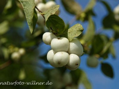Schneebeere (Symphoricarpus albus) Foto Wolfgang Willner Naturfoto-2