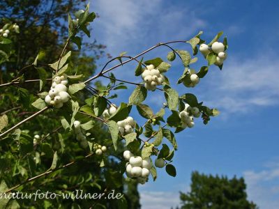 Schneebeere (Symphoricarpus albus) Foto Wolfgang Willner Naturfoto