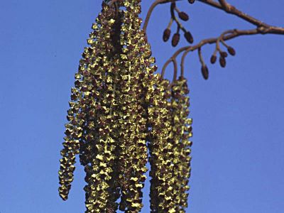 Schwarz-Erle (Alnus glutinosa) Foto W. Willner