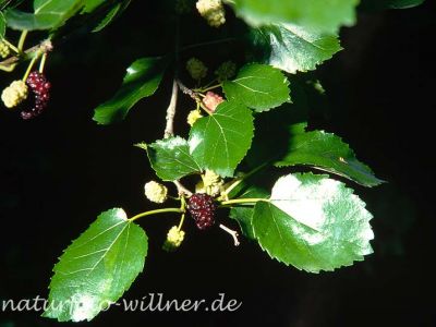 Schwarze Maulbeere Morus nigra Foto W. Willner-7