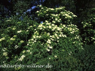 Schwarzer Holunder (Sambucus nigra)