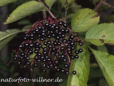 Schwarzer Holunder 11 Foto W. Willner